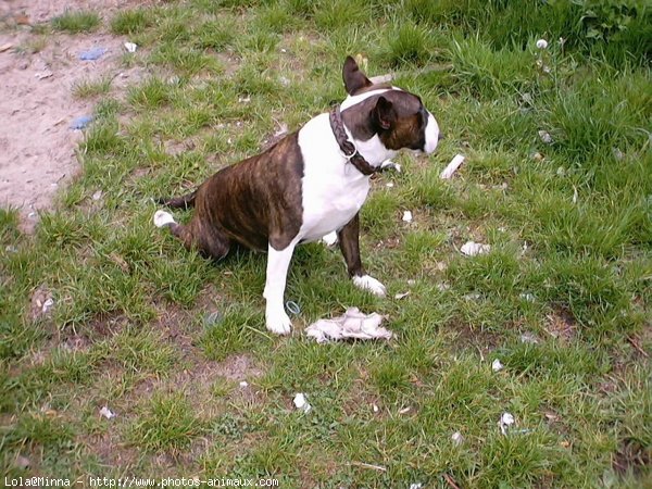 Photo de Bull terrier miniature