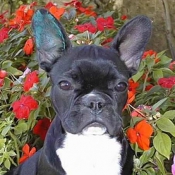 Photo de Bouledogue franais