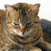 Photo de Chat domestique