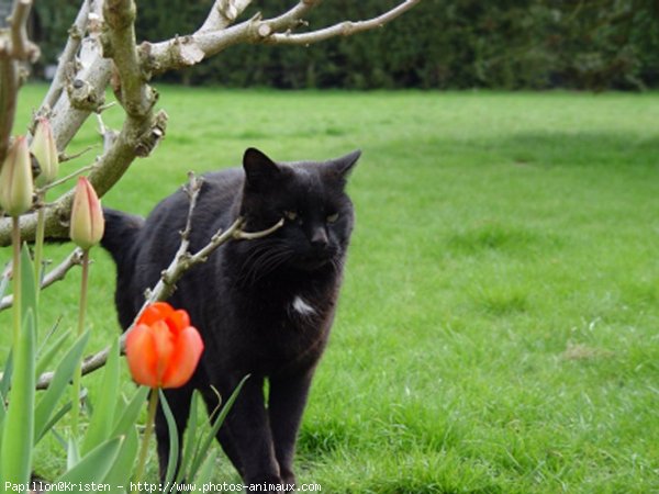 Photo de Chat domestique