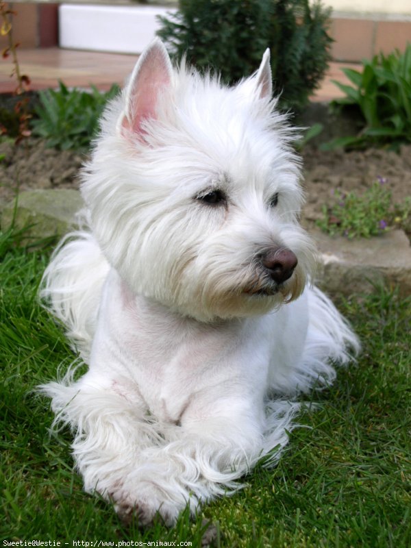 Photo de West highland white terrier