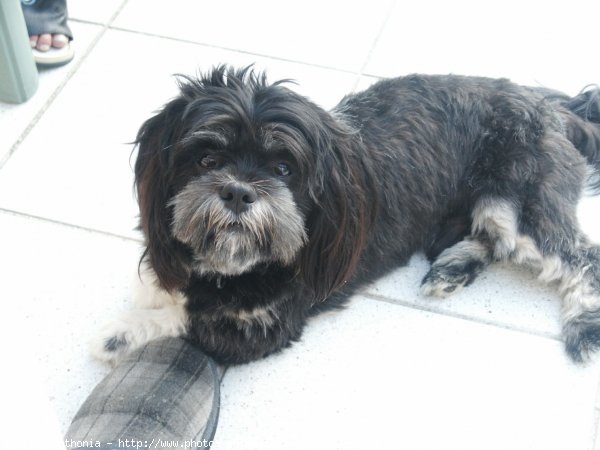 Photo de Lhassa apso