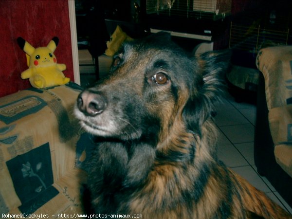 Photo de Berger belge malinois