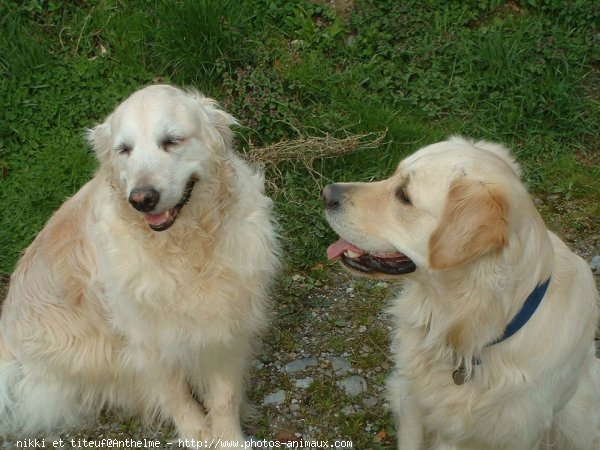 Photo de Golden retriever