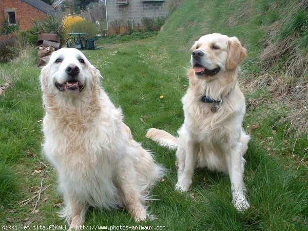 Photo de Golden retriever