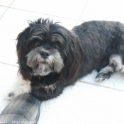 Photo de Lhassa apso