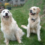 Photo de Golden retriever