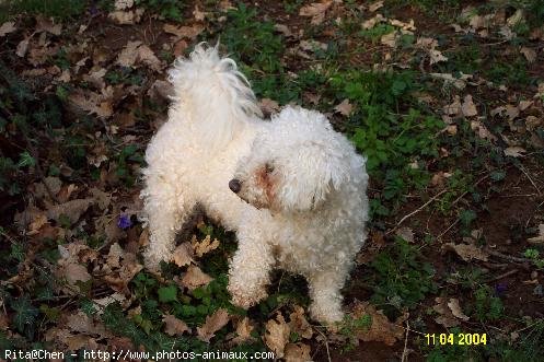 Photo de Bichon  poil fris