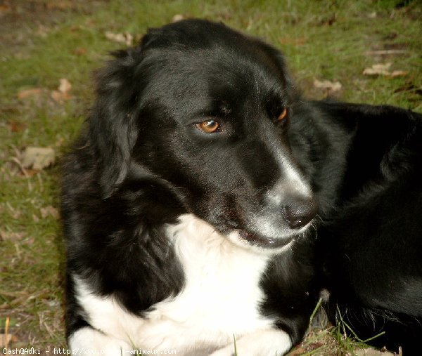 Photo de Border collie