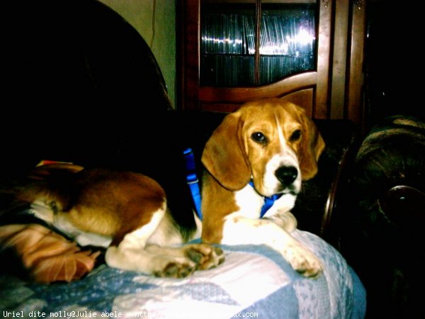 Photo de Beagle