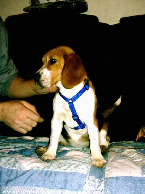 Photo de Beagle