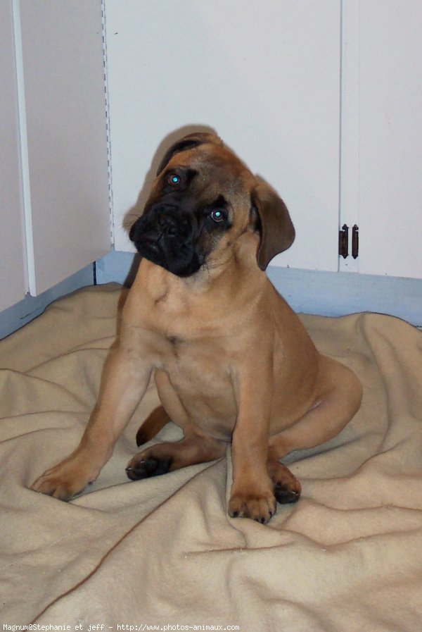 Photo de Bullmastiff