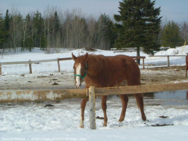 Photo de Quarter horse