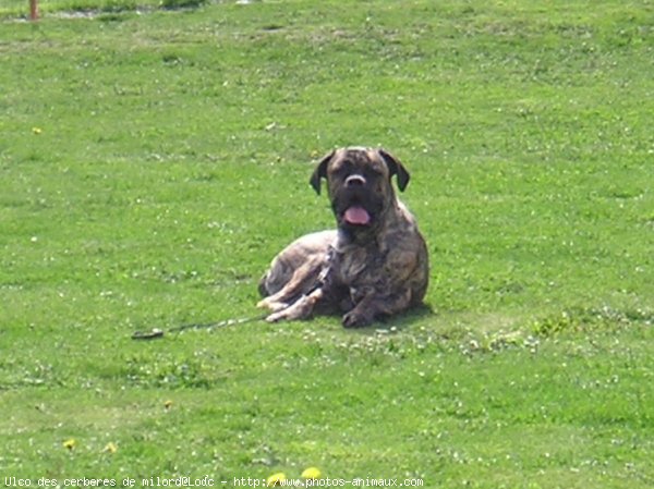 Photo de Chien de cour italien