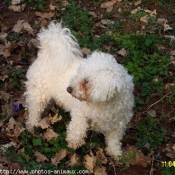 Photo de Bichon  poil fris