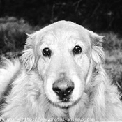 Photo de Golden retriever