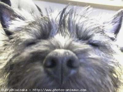 Photo de Cairn terrier