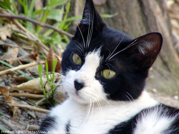 Photo de Chat domestique