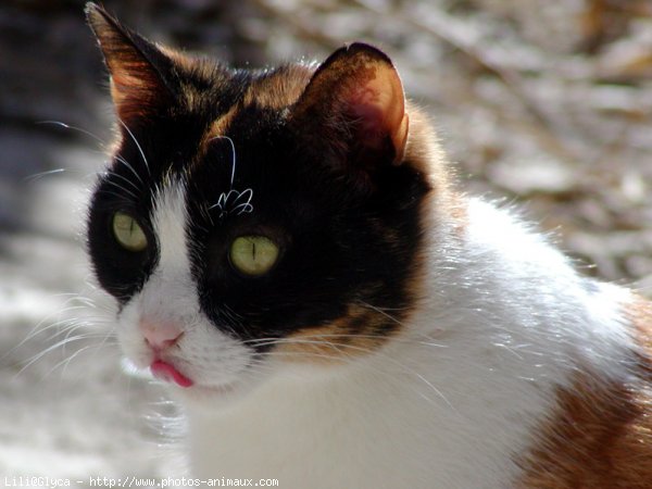 Photo de Chat domestique