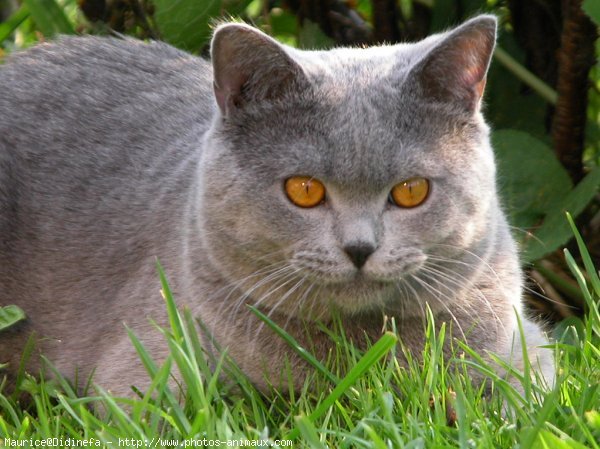 Photo de British shorthair