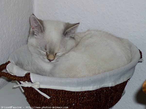 Photo de British shorthair