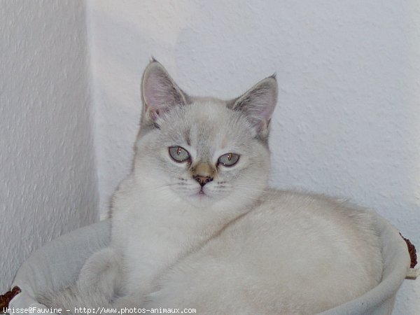 Photo de British shorthair