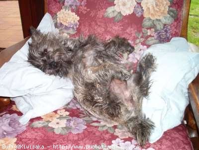 Photo de Cairn terrier