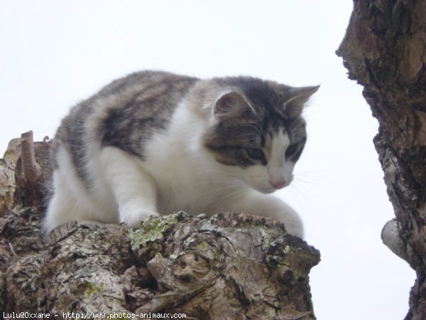 Photo de Chat domestique