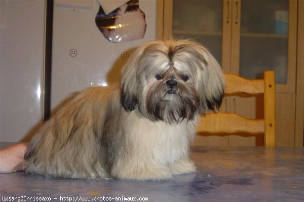 Photo de Shih tzu