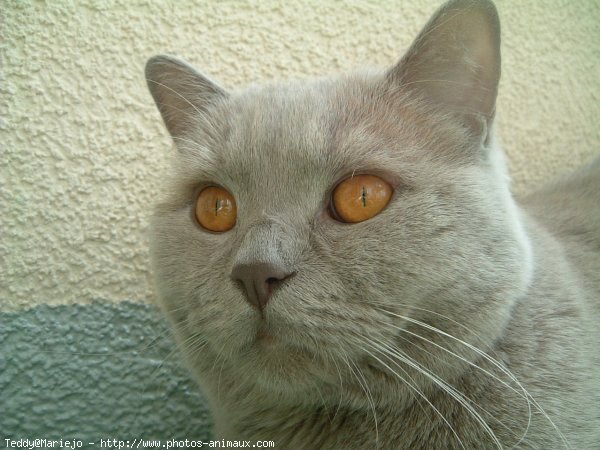 Photo de British shorthair