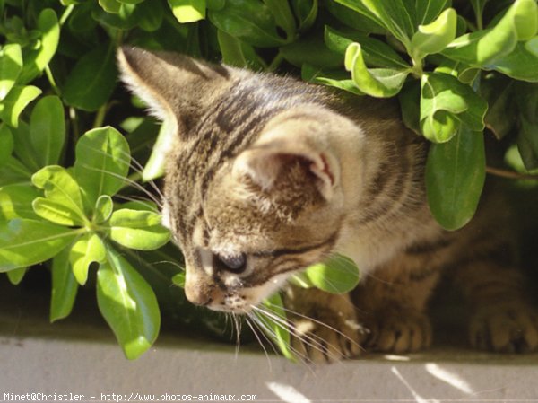 Photo de Chat domestique