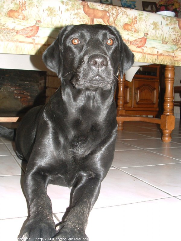 Photo de Labrador retriever