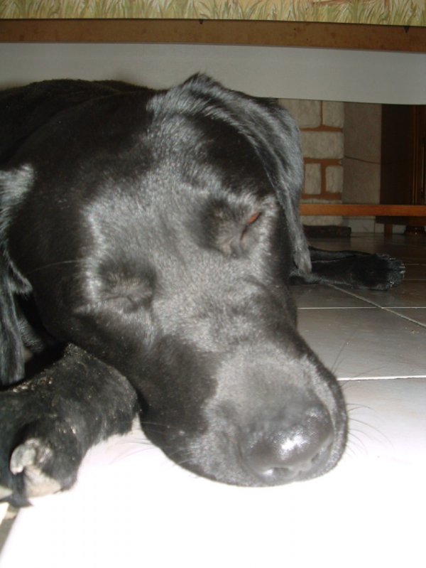 Photo de Labrador retriever