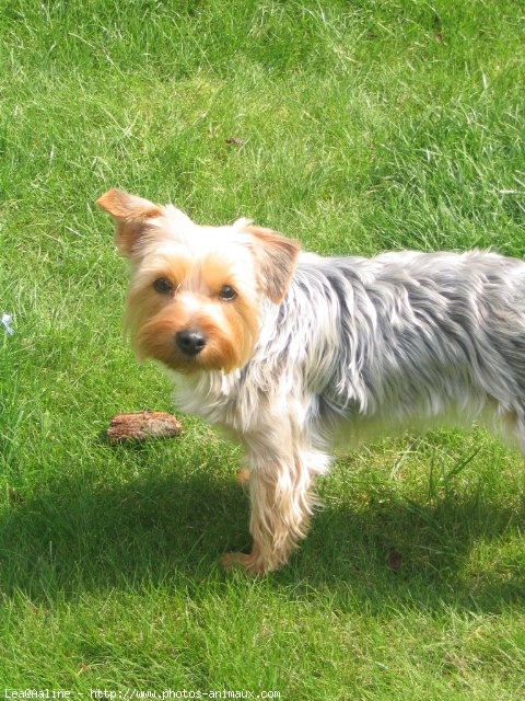 Photo de Yorkshire terrier