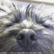 Photo de Cairn terrier