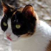 Photo de Chat domestique