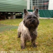 Photo de Cairn terrier