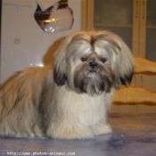 Photo de Shih tzu