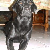 Photo de Labrador retriever