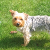 Photo de Yorkshire terrier