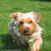 Photo de Yorkshire terrier