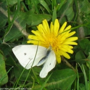 Photo de Papillon