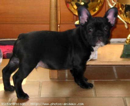 Photo de Bouledogue franais