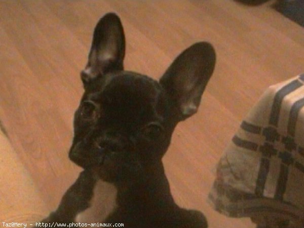 Photo de Bouledogue franais