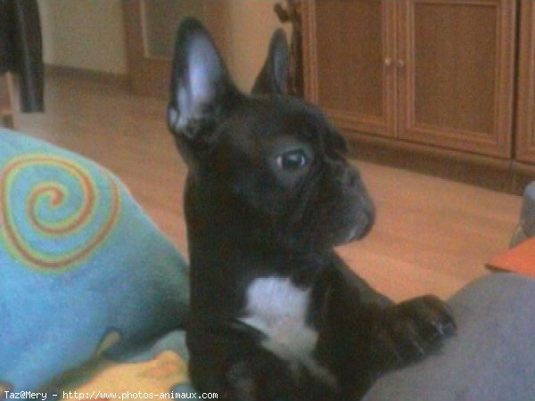 Photo de Bouledogue franais