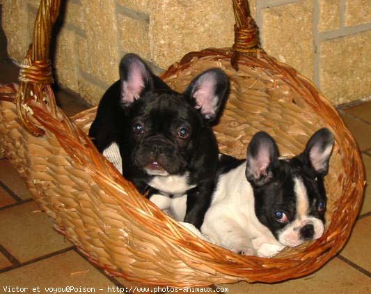 Photo de Bouledogue franais