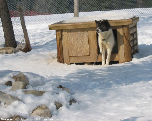 Photo de Malamute de l'alaska