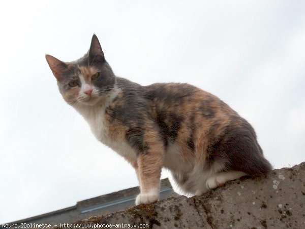 Photo de Chat domestique