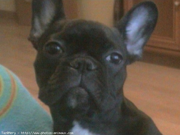 Photo de Bouledogue franais