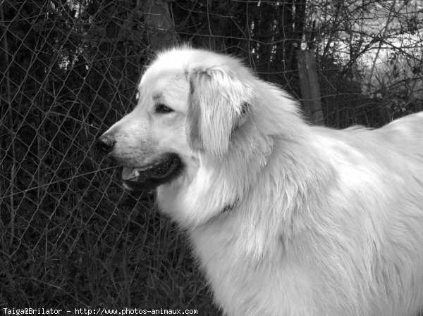 Photo de Chien de berger yougoslave de charplanina